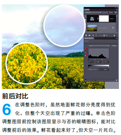 PS调整油菜花图片的光线与色彩